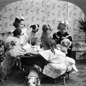 A posed studio portrait of three girls having a tea party with six dogs. Stereograph, c1906