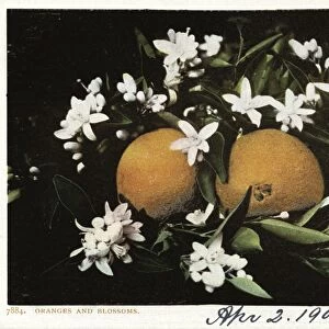 POSTCARD: ORANGES, c1905. Oranges and blossoms. Chromolithograph, c1905