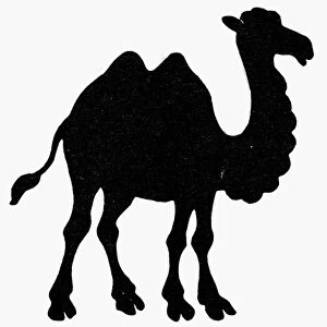 PROHIBITION PARTY, 1920. Camel symbol of the Prohibition Party, 1920