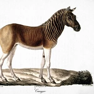 QUAGGA (Equus quagga). Lithograph, French, 1824