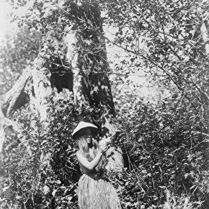 QUINAULT WOMAN, c1913. Quinault woman picking berries in the Pacific Northwest