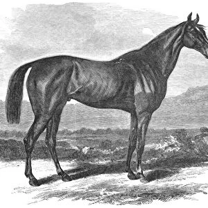 RACEHORSE, 1867. Mr. Leonard W. Jeromes fast racehorse, Kentucky. Wood engraving, 1867