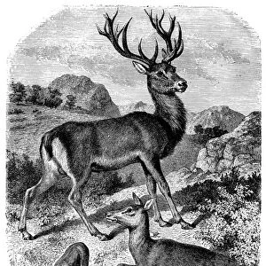 RED DEER. Red deer stag, hind, and fawn. Wood engraving, English, 19th century