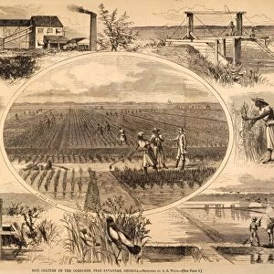 RICE PLANTATION, 1866. Scenes of rice cultivation on an Ogeeche River plantation near Savannah, Georgia. Wood engraving, American, 1866