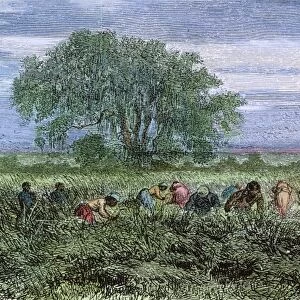 RICE PLANTATION, 1876. Harvesting rice on a South Carolina plantation. Wood engraving