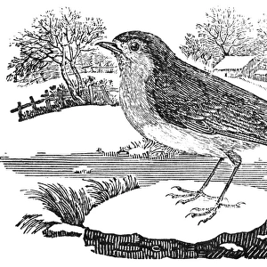 ROBIN. Wood engraving, English, early 19th century