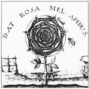 ROSICRUCIANISM. Rosicrucian symbol of the rose and cross. Line engraving from Robert Fludds Summum Bonum, 1629