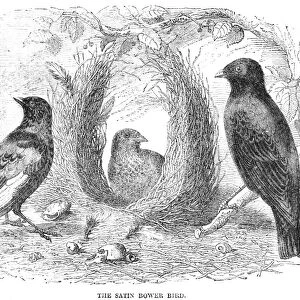 SATIN BOWER BIRD. (Ptilonorhynchus holosericeus). Wood engraving, English, 19th century