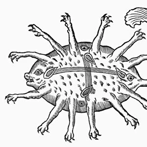 SEA CREATURE, 16th CENTURY. Sea creature sighted between Antibes and Nice. Woodcut
