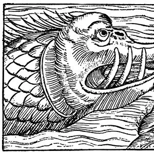 SEA MONSTER. Medieval woodcut