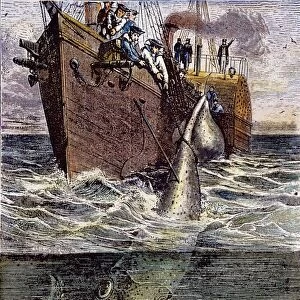 SEA MONSTER. Sailors of the French corvette Alecton harpooning a monster cuttlefish off the coast of Madeira. Wood engraving, late 19th century