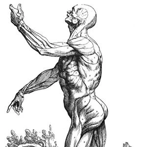 Second plate of Muscles. Woodcut from the second book of Andreas Vesalius De Humani Corporis Fabrica, published at Basel, Switzerland, in 1543