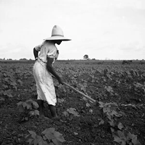 SHARECROPPER, 1936. An African American sharecropper working in a cotton field near Eutaw