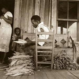 SHARECROPPER, 1938. An African American sharecropper grades and sorts cured tobacco