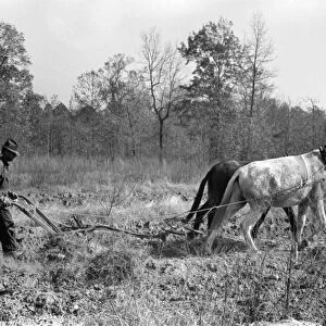 SHARECROPPER, 1938. Sharecropper ploughing a field of sweet potatoes near Laurel, Mississippi