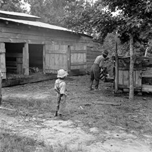 SHARECROPPER, 1939. An African American sharecropper feeding the pigs on a farm