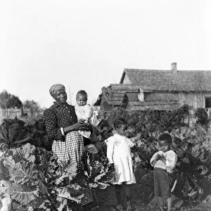 SHARECROPPER FAMILY, 1902. Sharecropper family in their collard patch near Snow Hill, Alabama
