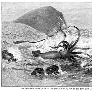 SQUID WASHED ASHORE, 1877. A giant squid washed ashore on the Newfoundland coast in 1877. Wood engraving from a contemporary American newspaper