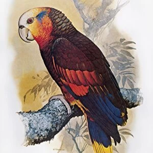ST VINCENT AMAZON PARROT (Amazona guildingii), indigenous to the island of St. Vincent: illustration by William T. Cooper