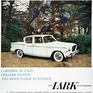 Larks Related Images