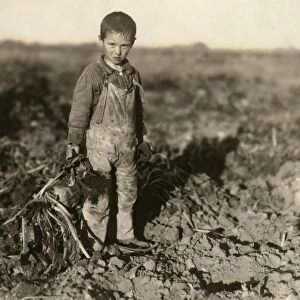 SUGAR BEET WORKER, 1915. Six-year old boy pulling beets on his parents farm near Sterling