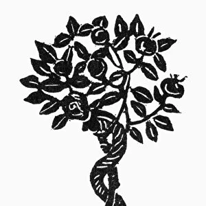 SYMBOL: TEMPTATION. A serpent and apple tree, symbol of temptation. Woodcut