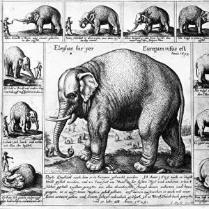TAME ELEPHANT, 1629. An elephant that was brought to Frankfurt am Main in Germany. Line engraving by Wenceslas Hollar, 1629