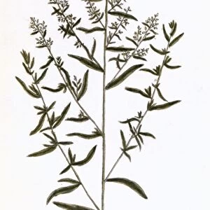 TARRAGON, 1735. The tarragon plant (dracunculus hortensis). Line engraving by Elizabeth Blackwell from her book A Curious Herbal published in London, 1735