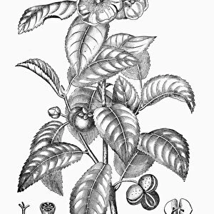 TEA PLANT, 19th CENTURY. Camellia sinensis (tea plant). Line engraving, 19th century