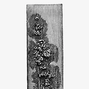 Test tube containing a culture of tuberculosis bacilli grown by Robert Koch. Line engraving, 1890