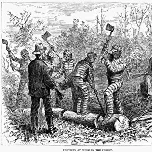 TEXAS: CHAIN GANG, 1874. Convicts at work in the Forest. A chain gang in Texas. Wood engraving, 1874