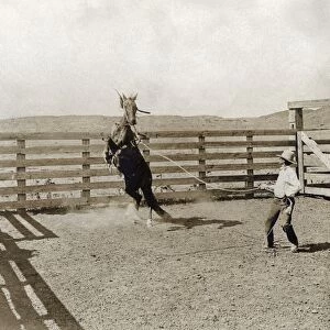 TEXAS: COWBOY, c1907. A cowboy breaking a horse in a corral on the LS Ranch in Texas