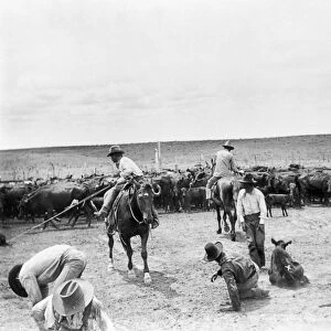 TEXAS: COWBOYS, c1904. A group of cowboys branding cattle on a ranch in Texas. Photograph
