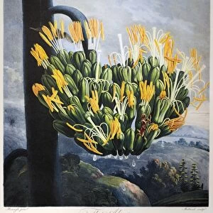 THORNTON: ALOE. The aloe plant (Agave americana L. ). Engraving by Medland after a painting by Philip Reinagle, 1798