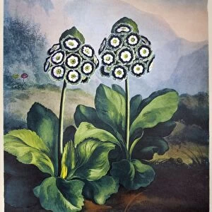 THORNTON: AURICULAS. A group of auriculas (Primula x pubescens Jacquin). Engraving by Sutherland, after a painting by Philip Reinagle, for The Temple of Flora, by Robert John Thornton, 1807