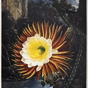 THORNTON: CEREUS. The Night-Blowing Cereus, or Queen of the night (Selenicereus grandiflorus). Engraving by Robert Dunkarton after a painting by Philip Reinagle and Abraham Pether for The Temple of Flora, by British botanist Robert John Thornton, 1800