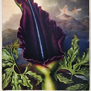THORNTON: DRAGON ARUM. The Dragon Arum (Dracunculus vulgaris Schott). Engraving by William Ward after a painting by Peter Henderson for The Temple of Flora, by British botanist Robert John Thornton, 1801