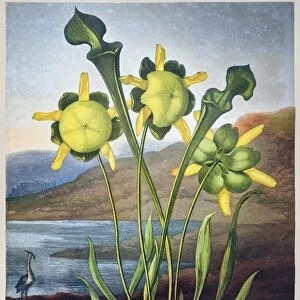 THORNTON: PITCHER PLANT. Pitcher Plant (Sarracenia flava). Engraving by Richard Cooper the Younger after a painting by Philip Reinagle for The Temple of Flora, by British botanist Robert John Thornton, 1803