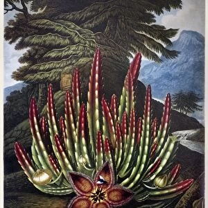 THORNTON: STAPELIA. The Maggot-Bearing Stapelia (Stapelia hirsuta L. ). Engraving by Joseph Constantine Stadler after a painting by Peter Henderson for The Temple of Flora, by Robert John Thornton, 1801