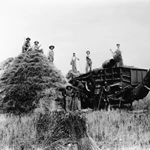 THRESHING, c1905. Threshing crew with a patented Maple Bay Blower, manufactured by Buffalo Pitts Co, . 1900-1910