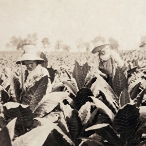 TOBACCO FARMING, 1916. Worming and topping tobacco on a farm at Hedges Station, Kentucky