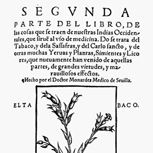 TOBACCO PLANT, 1574. (Nicotiana tabacum)