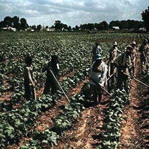 TOBACCO PLANTATION, 1940. African American laborers at work in a field at the Bayou