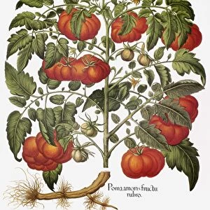 The tomato (Lycopersicon esculentum). Engraving for Basilius Beslers Florilegium, published at Nuremberg in 1613