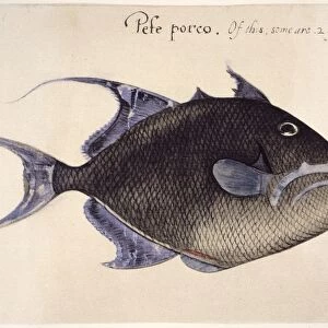 TRIGGER-FISH, 1585. Balistes vetula: watercolor, c1585, by John White
