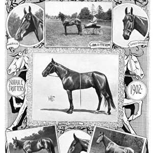 TROTTER RACEHORSES, 1902. Notable trotters. Photographs and illustrations, 1902
