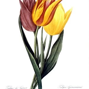 TULIP (TULIPA GESNERIANA). Engraving after painting, 1833, by P. J. Redoute