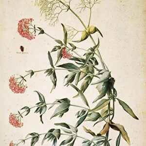 VALERIAN, 16th CENTURY. Valerian (Valeriana rubra): watercolor, Italian, late 16th