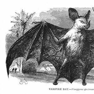 VAMPIRE BAT (Vampyrus spectrum). Wood engraving, 19th century