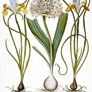 Variegated Spanish iris (iris bulbosa mixta), wild leek (moly latifolium) and another variegated Spanish iris (iris bulbosa varrigata). Engraving for Basilius Beslers Florilegium, published in Nuremberg in 1613